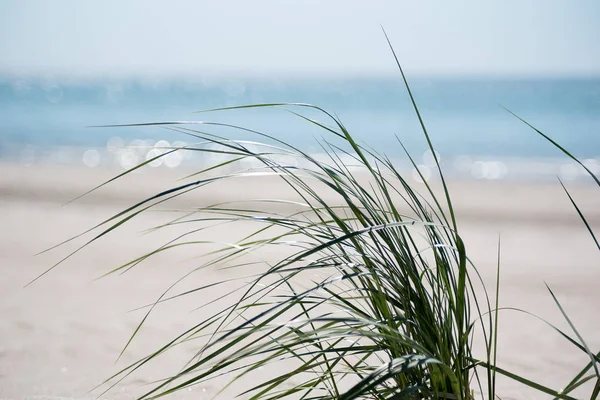 Zielona Trawa Plaży Nad Morzem Bałtyckim Selektywny Fokus Zdjęcia Stockowe bez tantiem