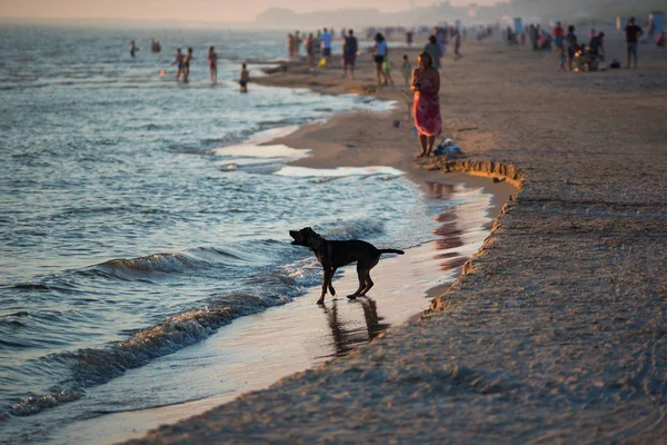 Cane Che Abbaia Spiaggia Del Baltico Tramonto Liepaja Lettonia — Foto Stock