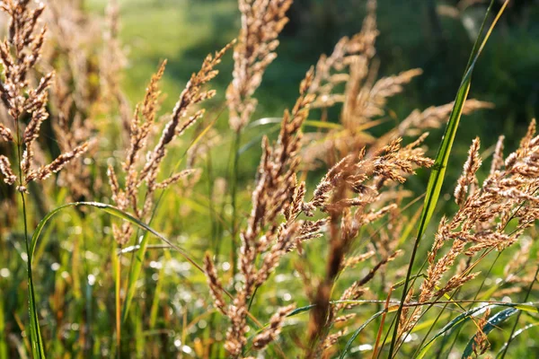 Herbe Matin Automne — Photo