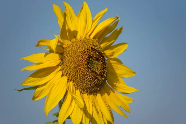 Close View Beautiful Yellow Sunflower Wind — Stock Photo, Image