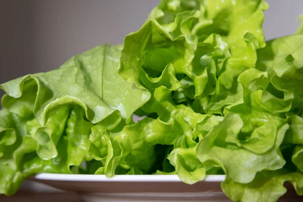 皿の上の緑と新鮮なレタスのサラダ — ストック写真