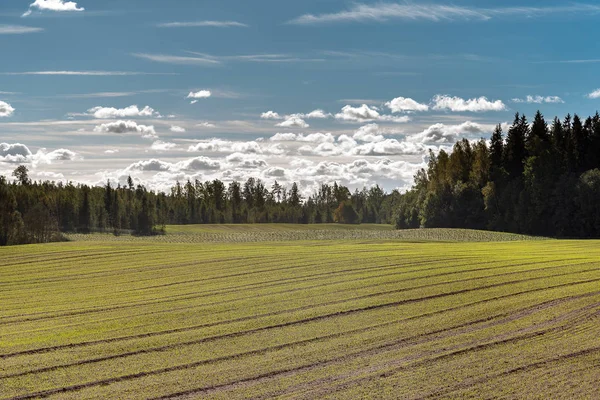 秋に新しい麦畑 — ストック写真