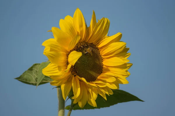 Close View Beautiful Yellow Sunflower Wind — Stock Photo, Image