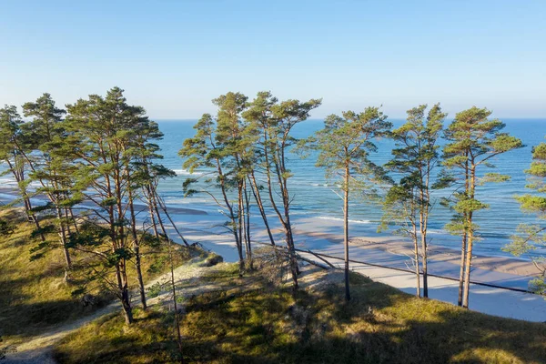 Pini Verdi Sulla Costa Del Mar Baltico — Foto Stock