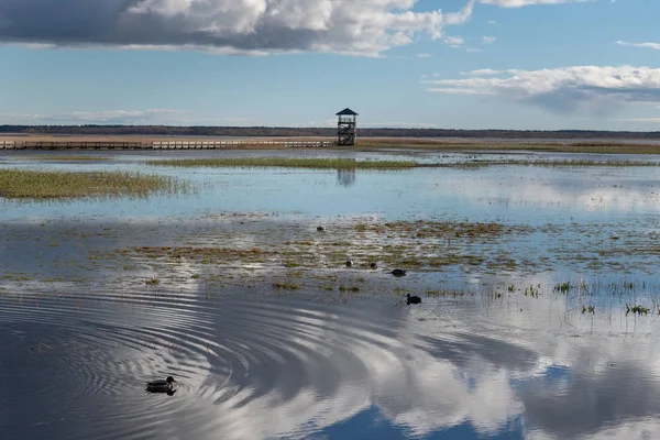 Torre Observación Aves Pasarela Lago Liepaja Letonia — Foto de Stock