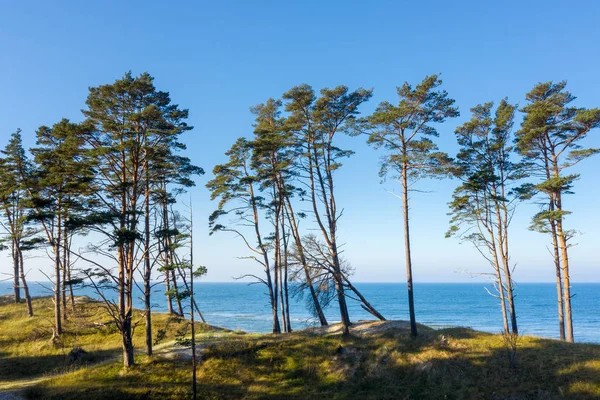 Green Pines Wybrzeżu Morza Bałtyckiego — Zdjęcie stockowe