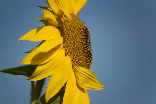 Close View Beautiful Yellow Sunflower Wind — Stock Photo, Image