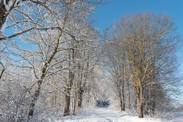 Verschneite Winterlandschaft Mit Bäumen — Stockfoto