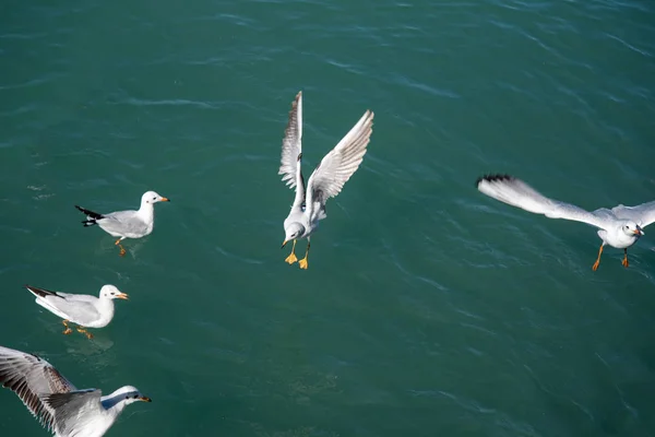 Sea Gulls Water — Stock Photo, Image