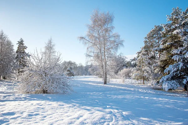 Сніговий Зимовий Пейзаж Деревами — стокове фото
