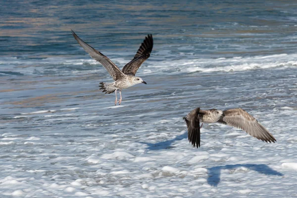 Birds Beach — Stock Photo, Image