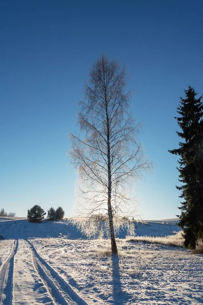 Karlı Kış Peyzaj Ağaçları Ile Doğal Görünümü — Stok fotoğraf