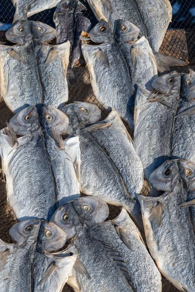 Čerstvé Ryby Sušení Větru Slunce Pobřeží Atlantského Oceánu Portugalsku — Stock fotografie