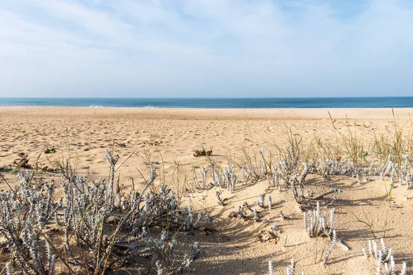 Herbe Sauvage Dans Sable Près Océan Atlantique Nazare Portugal — Photo