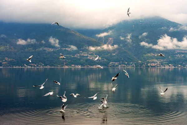Jezero Como Deštivý Den Itálie — Stock fotografie