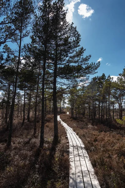 Wooden Sightseeing Path Bog — Stock Photo, Image