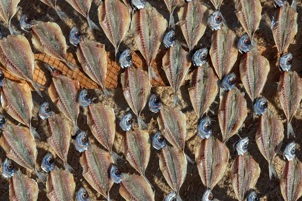 Séchage Poisson Frais Vent Soleil Sur Côte Atlantique Portugal — Photo