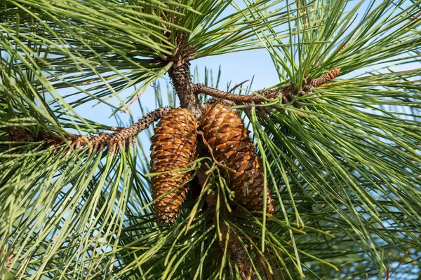 Nahaufnahme Von Kiefern Und Zapfen — Stockfoto