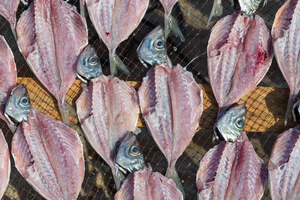 在葡萄牙大西洋沿岸 新鲜的鱼在风和阳光中干燥 图库图片