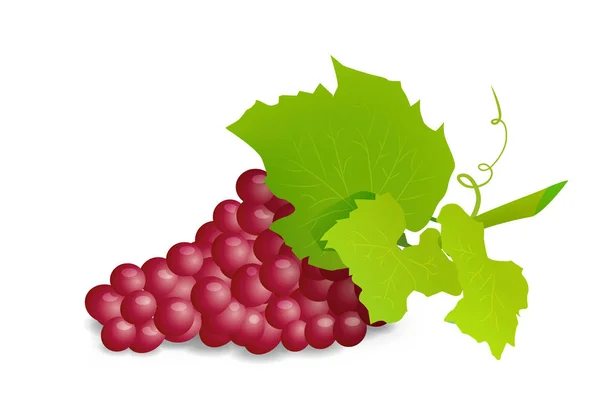 Grape Branch Red Grapes White Background Vector Illustration White — Stock Vector