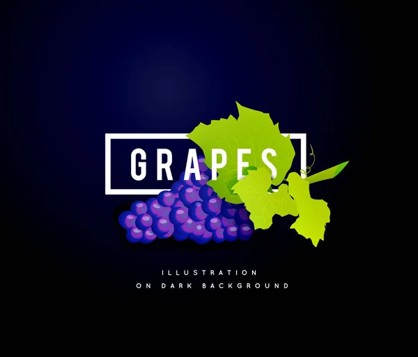 Grape Branch Blue Grapes White Background Vector Illustration Dark Background — Stock Vector