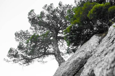 Dayanıklılık ve canlılık zor yaşam koşulları içinde bir sembolü olarak yalnız ağaç rocky dağlarında. Bir ağacı bonsai gibi