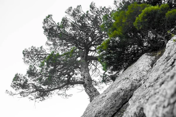 Dayanıklılık ve canlılık zor yaşam koşulları içinde bir sembolü olarak yalnız ağaç rocky dağlarında. Bir ağacı bonsai gibi — Stok fotoğraf