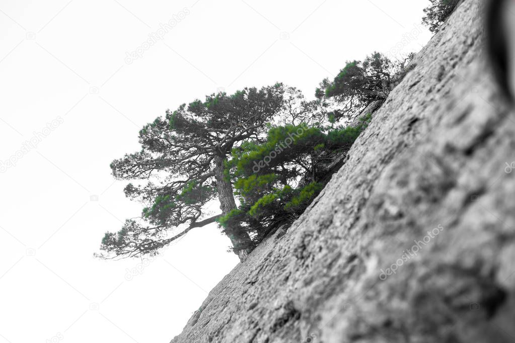 Lonely tree in the rocky mountains, as a symbol of endurance and vitality in difficult living conditions. A tree like bonsai