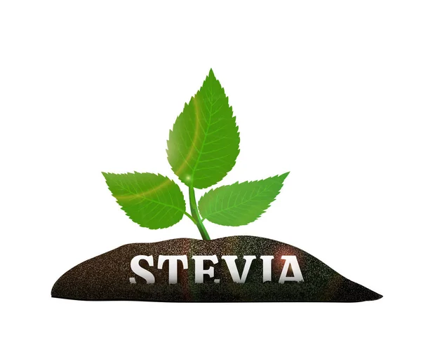 Stevia plant in de grond. Vectorillustratie — Stockvector