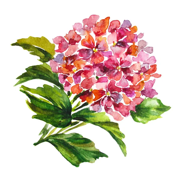 Güzel suluboya ortanca çiçek gül