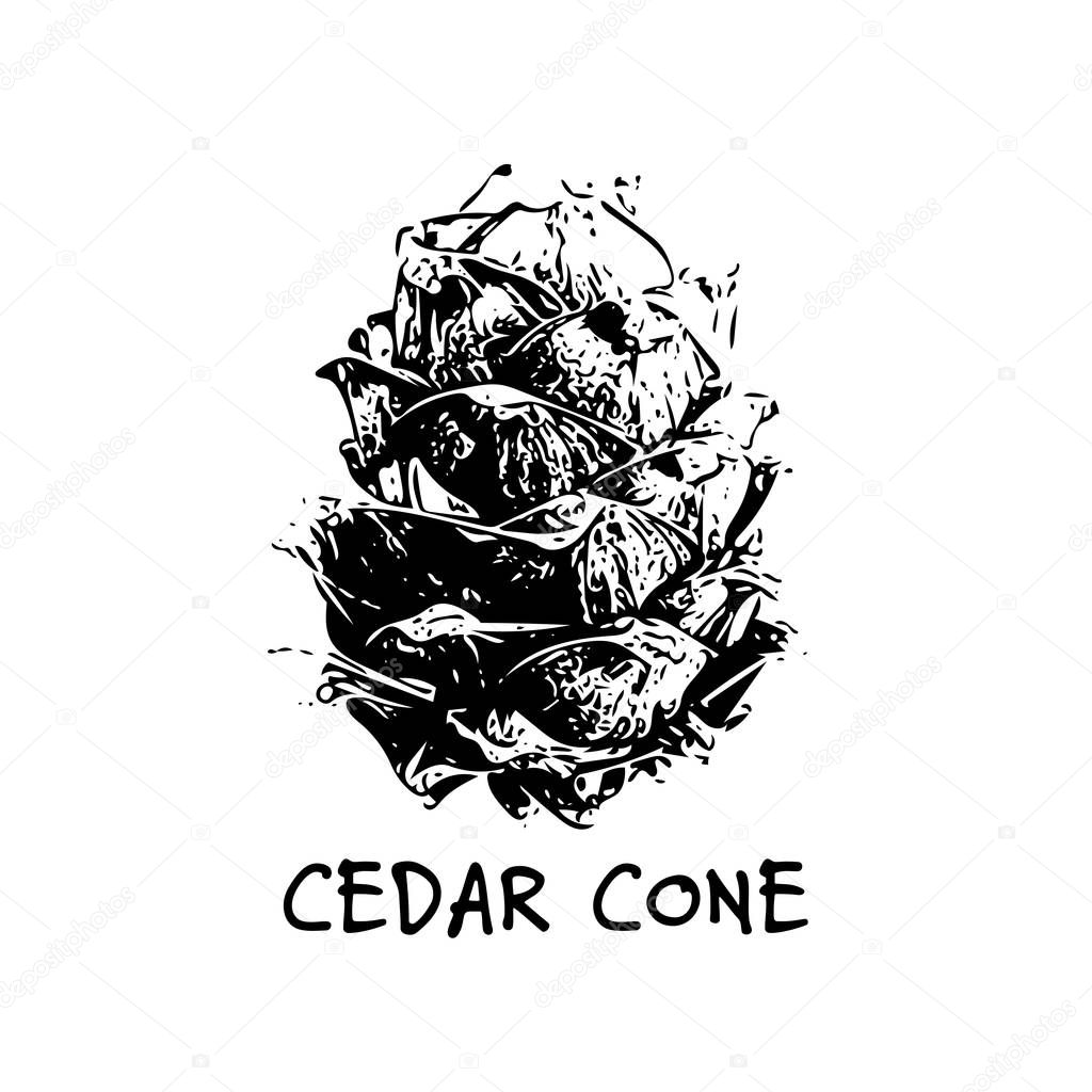 Cedar cone, sketch for your design