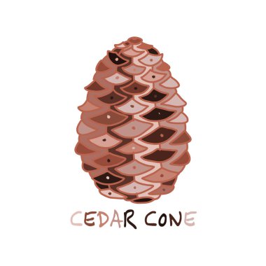 Sedir koni, tasarımınız için kroki