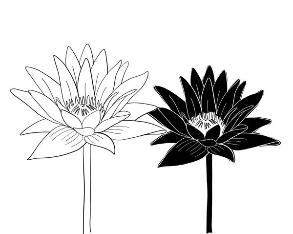 Lotus, lírio flor de água, esboço para o seu projeto —  Vetores de Stock