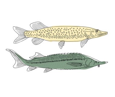 Balık, tasarımınız için kroki