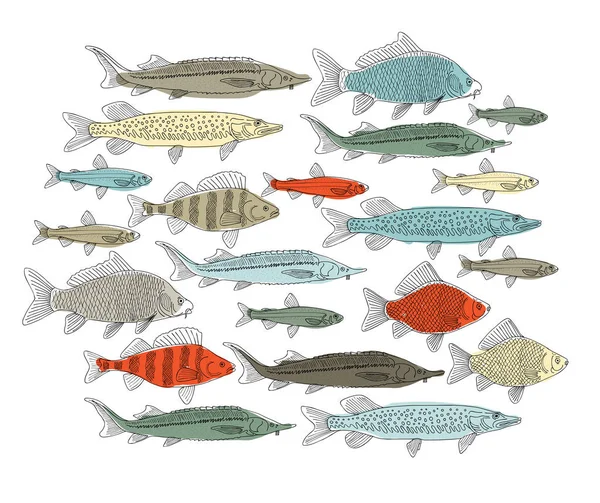 Coleção Peixes Esboço Para Seu Projeto Ilustração Vetorial — Vetor de Stock