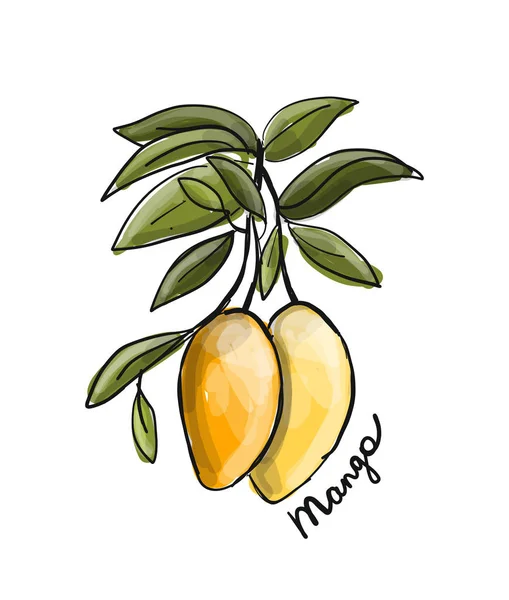 Mango, szkic do projektowania — Wektor stockowy