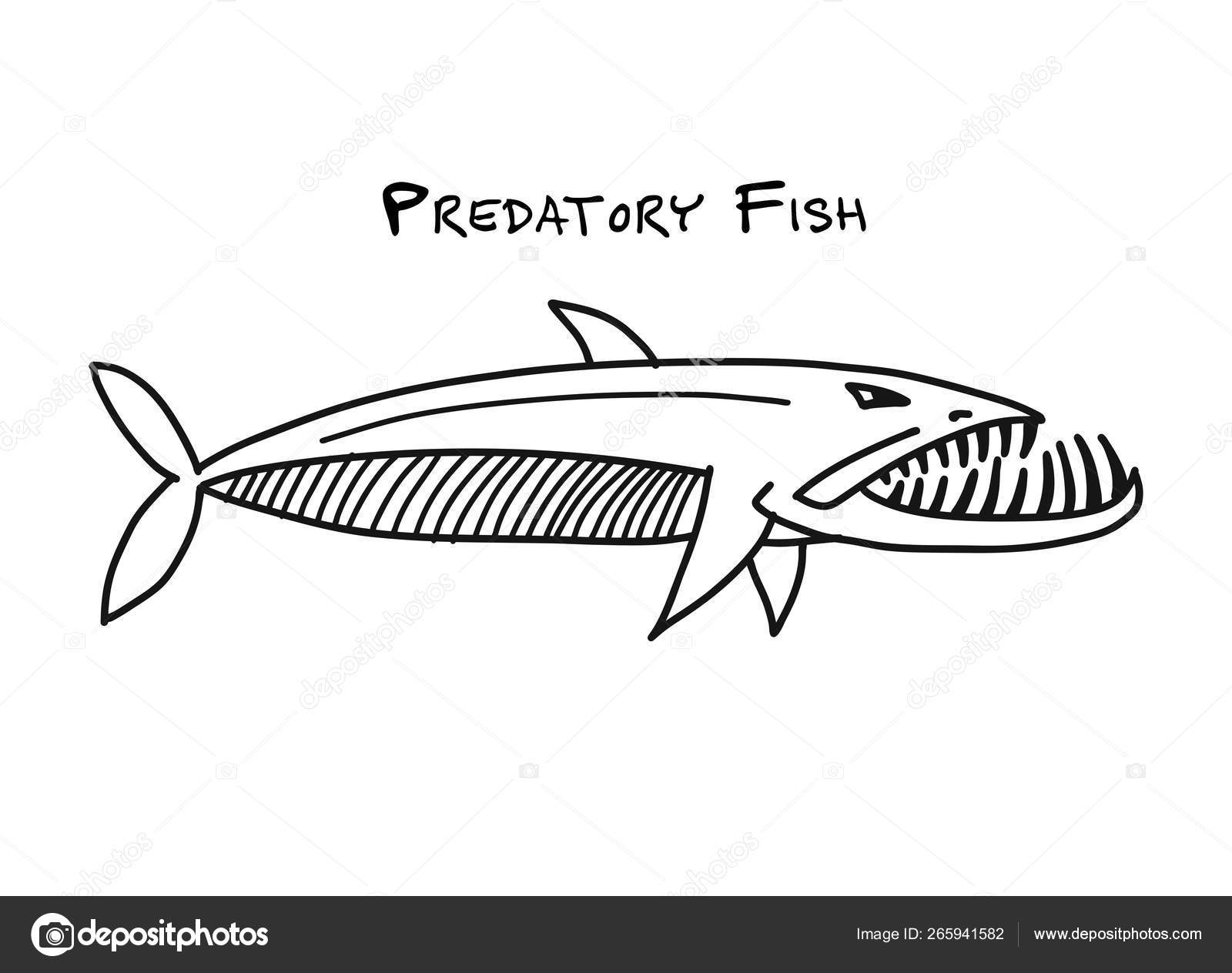Barracuda fisk för din design — stockvektor av ©Kudryashka 265941582, image size:1600x1264