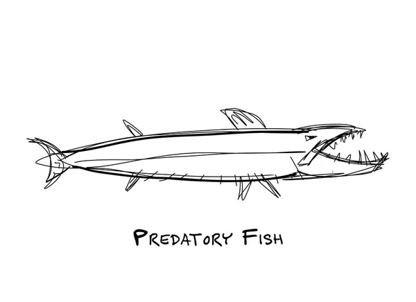 Barracuda pesce per il vostro disegno — Vettoriale Stock