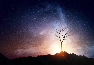 Yalnız ölü ağaç