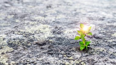 Ay'da yaşam var mı. Karışık teknik