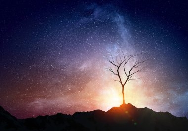 Yalnız ölü ağaç