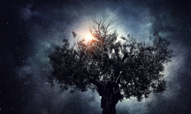 Gecede yalnız ağaç