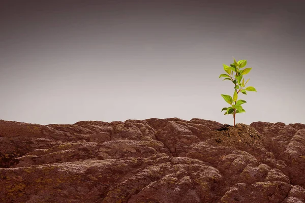 ¿Hay vida en la luna? Medios mixtos —  Fotos de Stock