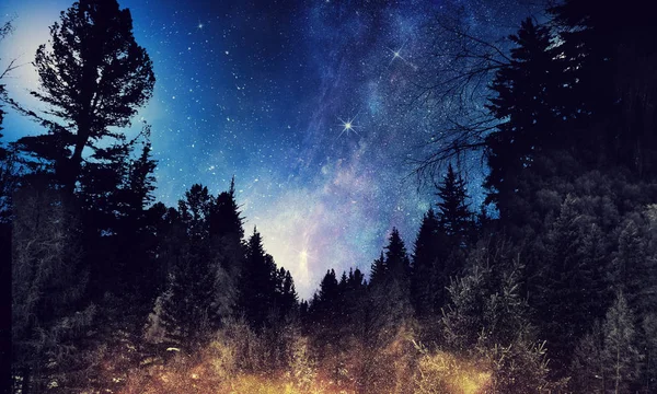 Nattbild skog — Stockfoto