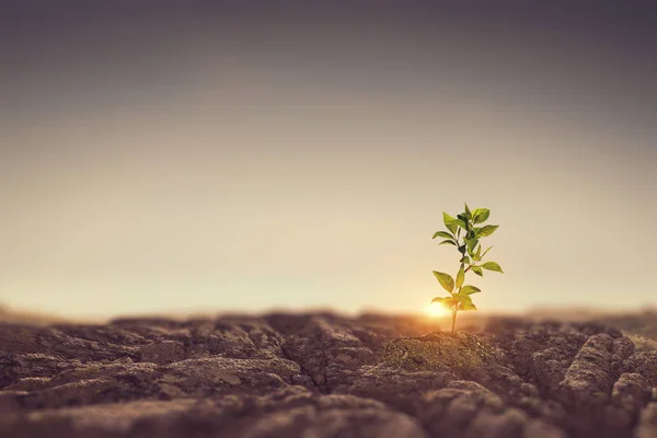 Nacimiento de una nueva vida —  Fotos de Stock