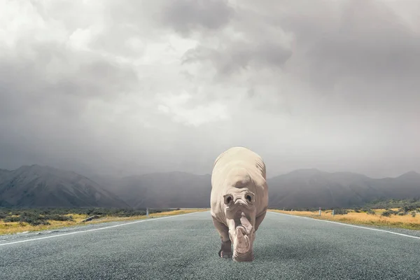 Rhino on asphalt road . Mixed media — Stock Photo, Image