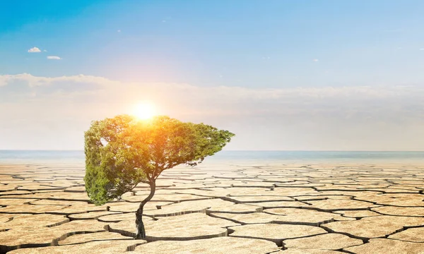 Árbol verde solitario en el desierto. Medios mixtos — Foto de Stock