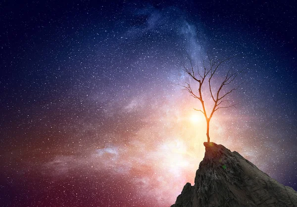 Albero morto solitario — Foto Stock