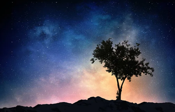 Árbol solitario en la noche — Foto de Stock