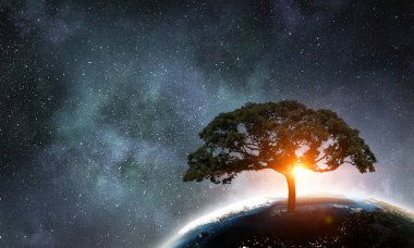 Gecede yalnız ağaç